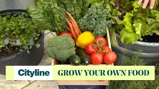 A beginner's guide to grow food in your own garden