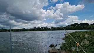 65 cm Aal auf Grundel. Aal und Zander angeln am Rhein auf Köderfisch. Grundeln als Köderfisch.