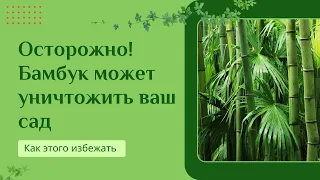 Как сделать так, чтобы бамбук не убил ваш сад?