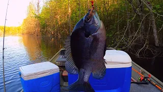 Catching Spring Bluegill     Bream Fishing