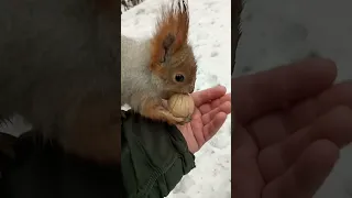 Ух, какая белка / Wow, what a squirrel