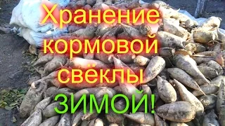 ХРАНЕНИЕ//КАК ХРАНИТЬ КОРМОВУЮ СВЁКЛУ ЗИМОЙ//МОЯ ЛЮБИМАЯ УСАДЬБА.