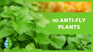 10 PLANTS to KEEP FLIES AWAY 🦟❌ (Indoors and Outdoors)