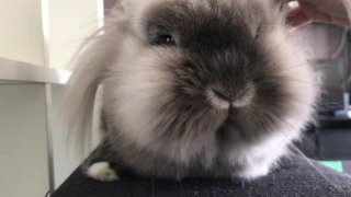 Purring Rabbit