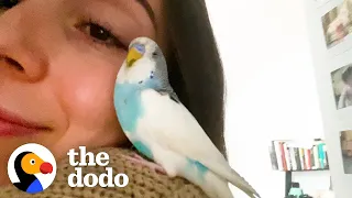 This Woman Finds An Abandoned Parakeet In New York City | The Dodo Soulmates