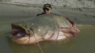 World record catfish