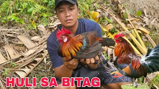 Wild chicken nahuli sa bitag ng mga mangangaso sa bundok endagered species