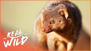 Survival Of The Mongooses! | Bandits Of Selous | Real Wild  Shorts