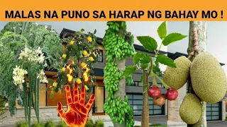 Mga Malas na Puno sa Harap ng Bahay Mo! | Mga Malas na Puno sa Harapan ng Ating bahay - 2020