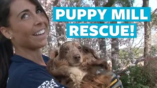 Dogs Rescued from NC Puppy Mill Cruelty