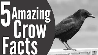 5 Amazing Crow Facts - Einsteins of the Bird World