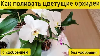 Как ПОЛИВАТЬ цветущие орхидеи || Полив ЦВЕТУЩИХ орхидей с УДОБРЕНИЕМ и без