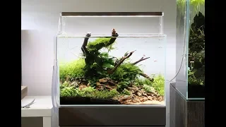 Low Tech Nano Aquascape  (Non CO2) Update and Weekly Maintenance Guide