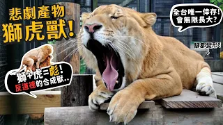 【從零開始養】獅虎獸!!台灣唯一在屏東!獅+虎=彪!會無限長大?反道德的合成獸!?全台唯一倖存!走路吃東西都很震撼!【許伯簡芝】