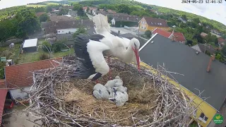 18e day White Storks Hungary 2024