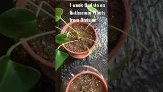 Propagated from Plant Division Anthurium Update