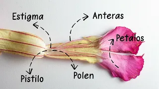 ¿Cómo Polinizar Adenium? Facil. Adenium Colombia te enseña