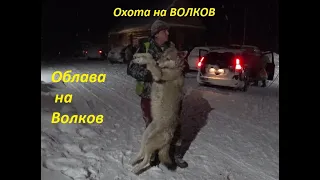 Охота на волков