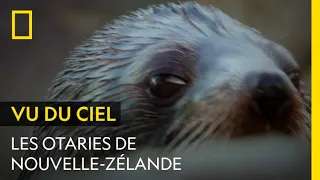 Gros plan sur les otaries de Nouvelle-Zélande