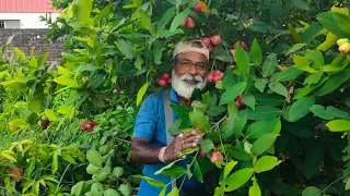 অনেকে অনেক ধরনের জামরুল দেখতে হলে আসতেই হবে  সাগর নার্সারি ph 7872777222