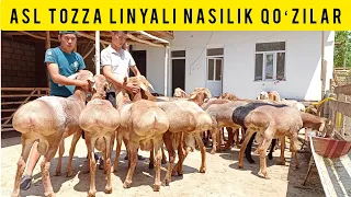 ASL NASILIK QOʻZILAR KELDI SHOSHILAMIZ SONI CHEKLANGAN