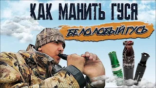 Как манить гуся | Духовой манок на белолобого гуся