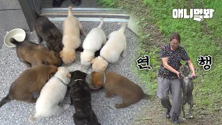 절에 9남매를 두고 혼자 하산한 어미개.. 연행 진행 시켜↗ㅣMom Dog That Ran Away From Raising 9 Puppies LOL