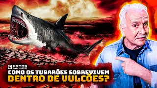 6 animais que vivem em vulcões