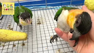 黑頭凱克-寵物性佳（Black-headed Caique）