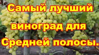 Позаботьтесь осенью о самом лучшем винограде Подмосковья  Августин,заготовьте черенки.