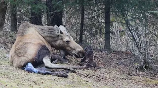 Twin moose calves