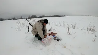 Охота на лису Перенёс приваду в другое место и начали ходить Лисы и сел в засидку