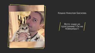 В каких условиях живет кошка Баскова?