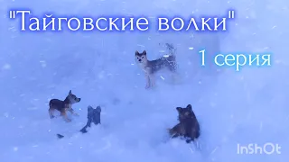 Шляйх - сериал "Тайговские волки" 1 серия 🐺💙❄
