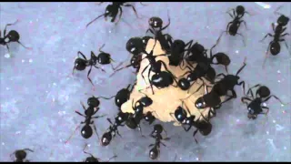 Поедание курицы муравьями. (Ants eating chicken)