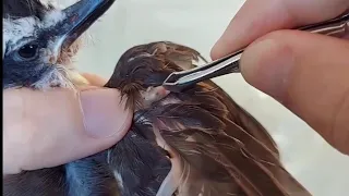 how to remove botfly from the birds