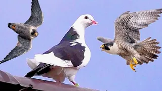 Сокол Сапсан напал на голубя. Peregrinus Falcon attacked pigeons