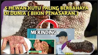 Kalau Sudah Begini , Wajib Di Amputasi !!! 5 Hewan Kutu Paling Berbahaya Di Dunia