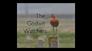 The Godwit Catchers Documentary