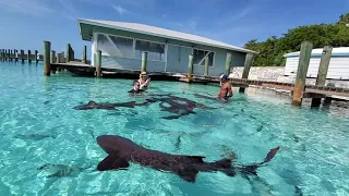 Swimming With Sharks in Compass Cay, Staniel Cay Exuma Bahamas