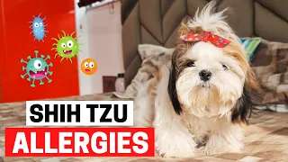 7 Common Allergies in Shih Tzus you MUST know!