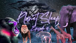 Sundown In The African Savanna Relaxing Sleep Story Soothing Music & Nature Sounds - Planet Sleep #4