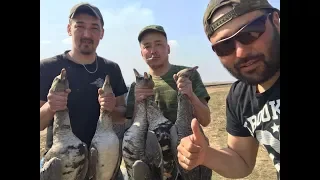 весна охота на гуся 16,04, 2018 год закрытие, goose hunting