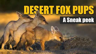 DESERT FOX PUPS AND MOTHER PLAYING | FENNEC FOX is the Cutest Wildlife Predator #desertfox