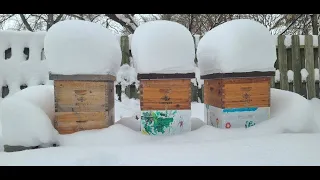 Overwintering Honey Bees in Northern Climates - Michigan