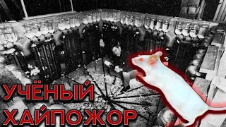 Правда об эксперименте "Вселенная 25" - учёные оказались подопытными