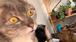 Cat thinks every dog's her baby