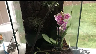Building a MINI VIVARIUM (for an Orchid Mantis)