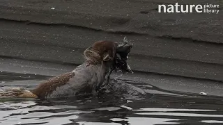 Arctic fox swimming across river carrying dead guillemot, Hornstrandir Nature reserve, Iceland