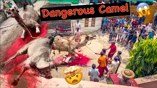 Dangerous Camel Qurbani 😱 // Camel Qurbani 2023 // Bakra Eid In Pakistan // Vlog Viral 1.2 million
